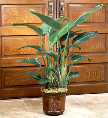Bird of Paradise Floor Plant