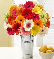 Happy Gerbera Daisies, 24 Stems