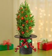 Christmas Cheer Cypress Tree with Lights