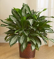 Aglaonema Floor Plant