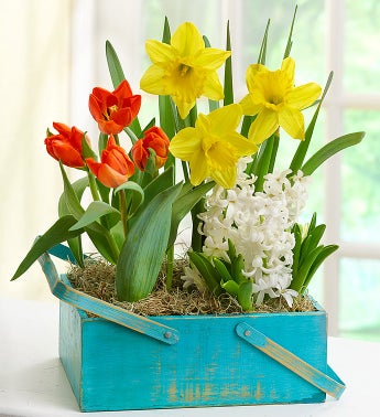 Spring Country Bulb Garden