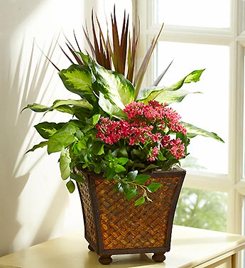 Stunning Dish Garden