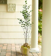 Birch Tree