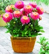 August's Bulb of the Month