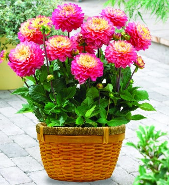 August's Bulb of the Month