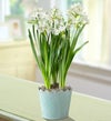 September's Bulb of the Month