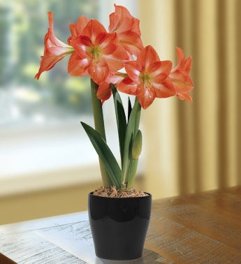 October's Bulb of the Month