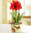 December's Bulb of the Month