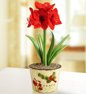 December's Bulb of the Month