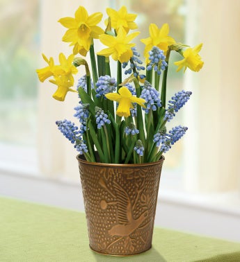 November's Bulb of the Month