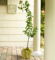 Red Maple Tree for Sympathy