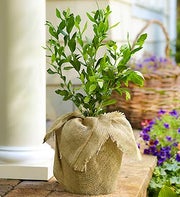 Blueberry Bush for Sympathy
