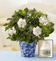 Graceful Gardenia