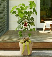 Japanese Red Maple Tree