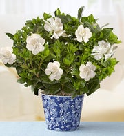 Graceful Gardenia for Sympathy