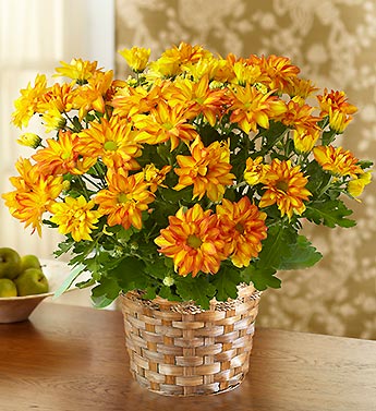 Autumn Mum