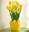 February's Bulb of the Month