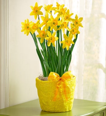 February's Bulb of the Month
