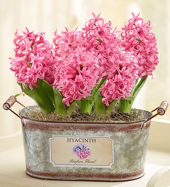 January's Bulb of the Month