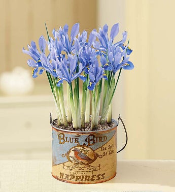 March's Bulb of the Month