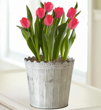 May's Bulb of the Month