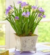 July's Bulb of the Month