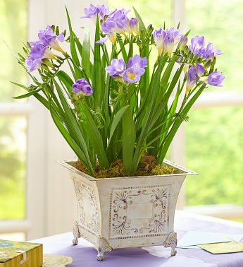 July's Bulb of the Month