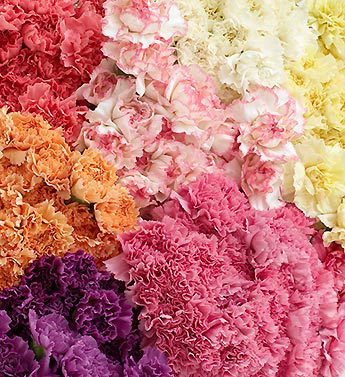 Assorted Carnations, 200 Stems