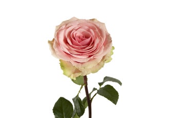 Geraldine Roses- Special Order!