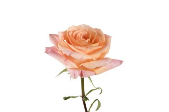 Pina Colada Roses- Special Order!