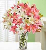 Pink and White Lillies