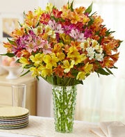 Gemstone Peruvian Lilies, 50-100 Blooms