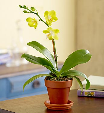 Country Sunset Orchid