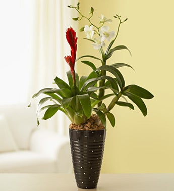 beautiful dendrobium & bromeliad in black planter
