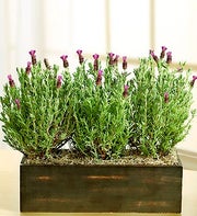 Modern Lavender Trio