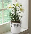 April's Bulb of the Month