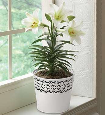 April's Bulb of the Month