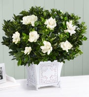 Grand Gardenia For Sympathy
