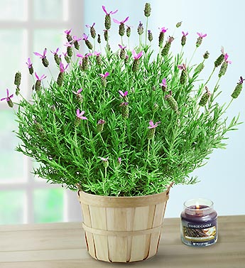 sweet smelling lavender plant sweet smelling lavender plant