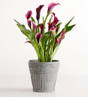 Elegant Calla Lily