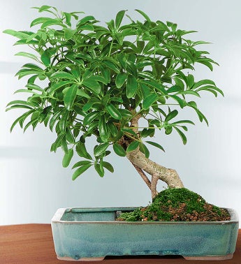 Hawaiian Umbrella Tree Bonsai