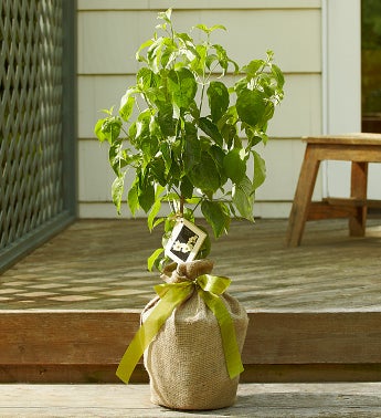 Dogwood Tree