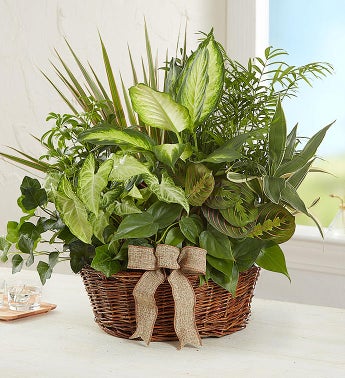 green plant dish garden