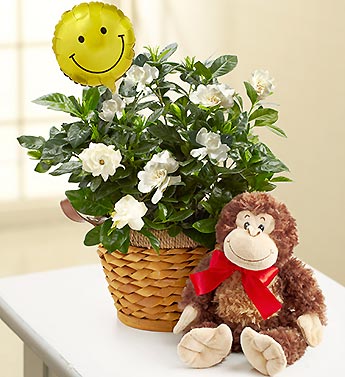 Get Well Gardenia with Monkey