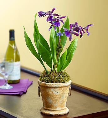 Tuscan Orchid Cachepot
