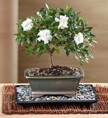 Comforting Gardenia Bonsai