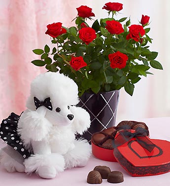 Love Struck Rose Plant