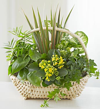 Thinking of You European Dish Garden?