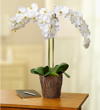 Potted White Silk Phalaenopsis Orchid