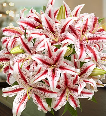 Candy%20Cane%20Lily%20Bouquet